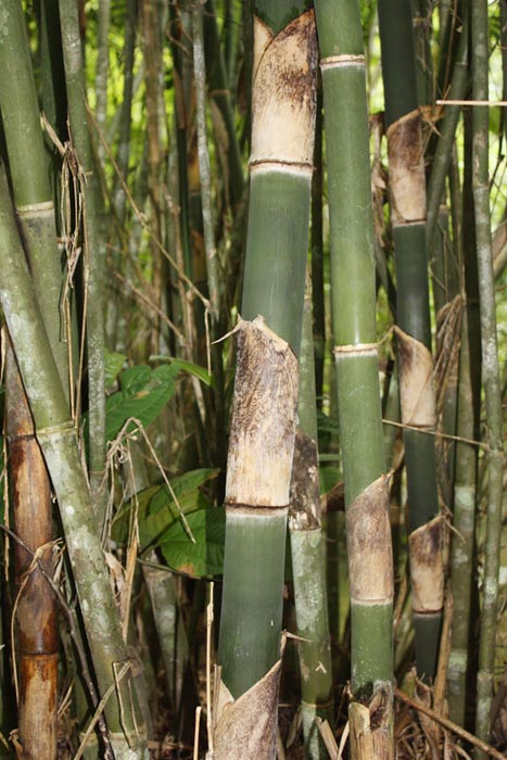 Tips Cara Memaku Bambu Agar Tidak Mudah Pecah