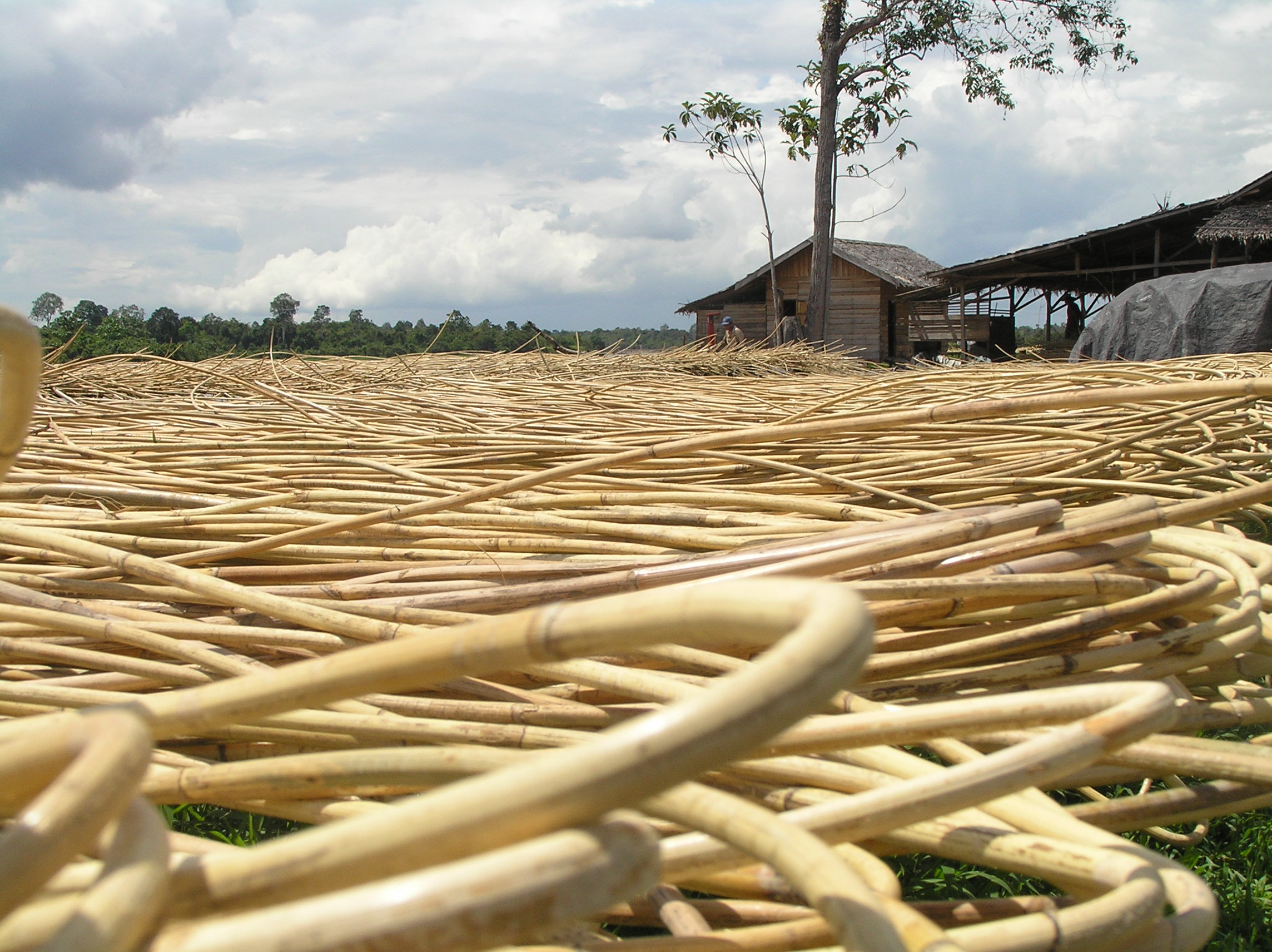 Jenis-jenis Rotan Terbaik di Indonesia